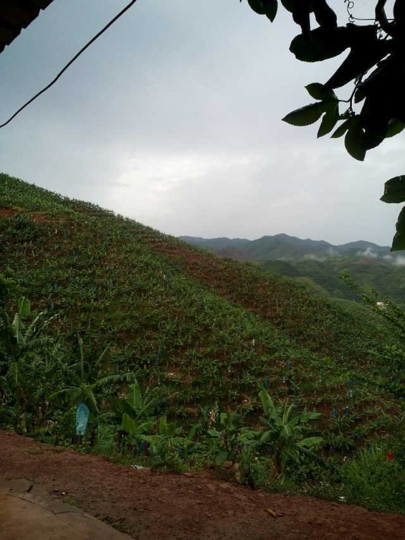 山地