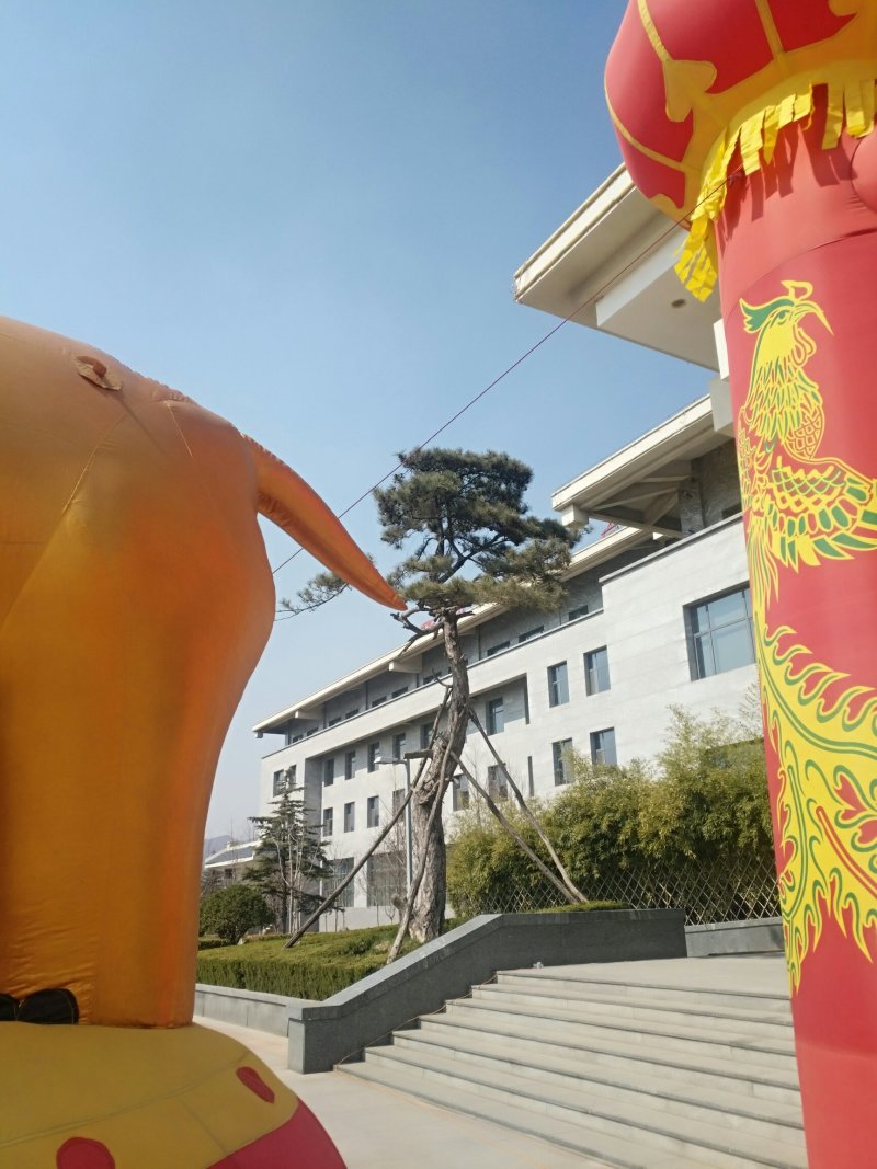 出售各种油松，品相好，冠幅好，适合路边工程园林绿化等