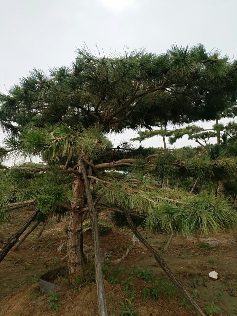 出售各种油松，品相好，冠幅好，适合路边工程园林绿化等