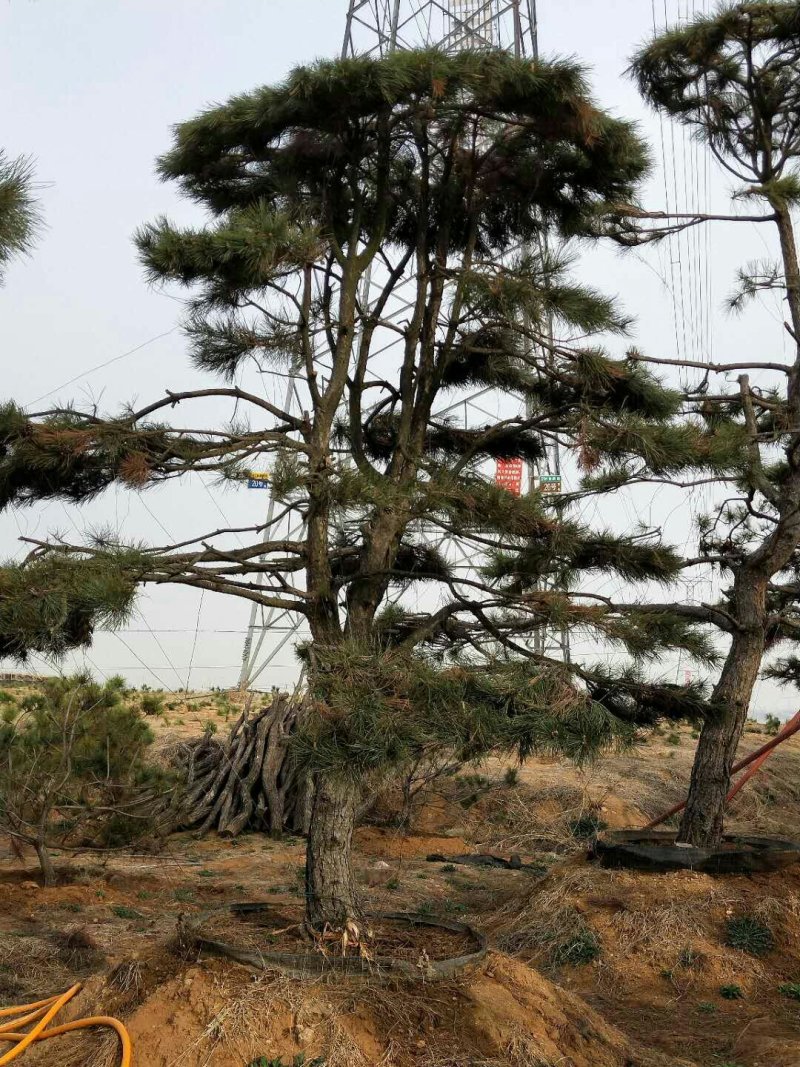 出售各种油松，品相好，冠幅好，适合路边工程园林绿化等
