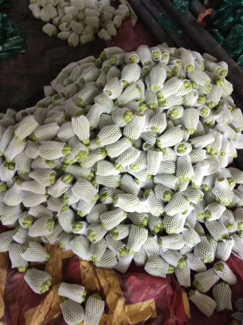 精品佛手瓜苗，龙须菜产量一颗300多斤，左右