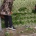 ★芹菜★西芹★基地直采产地直销