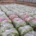 【大棚生菜基地意大利生菜单重7-8两个大翠绿】