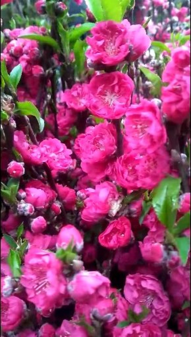 桃花