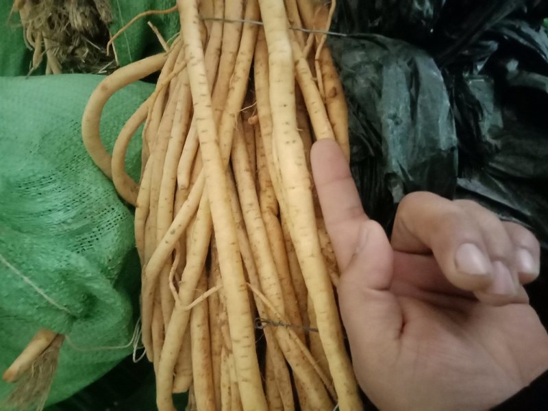 防风条