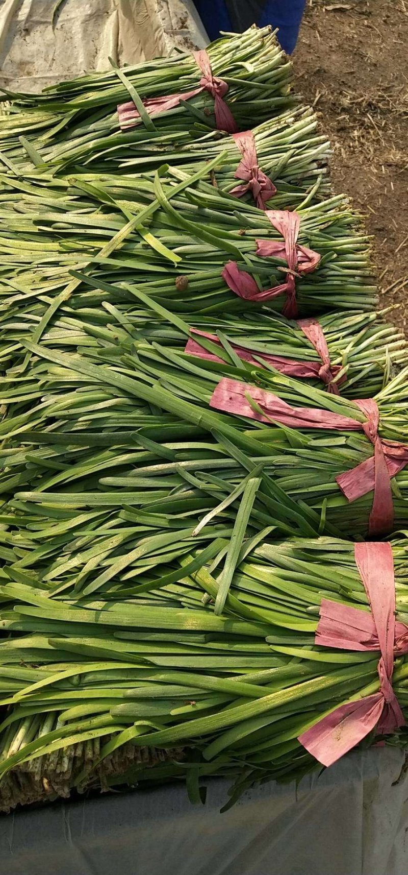 大棚韭菜大量上市头刀二刀