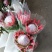 帝王花，鲜花