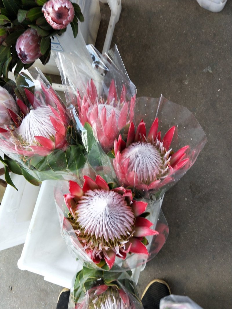 帝王花，鲜花