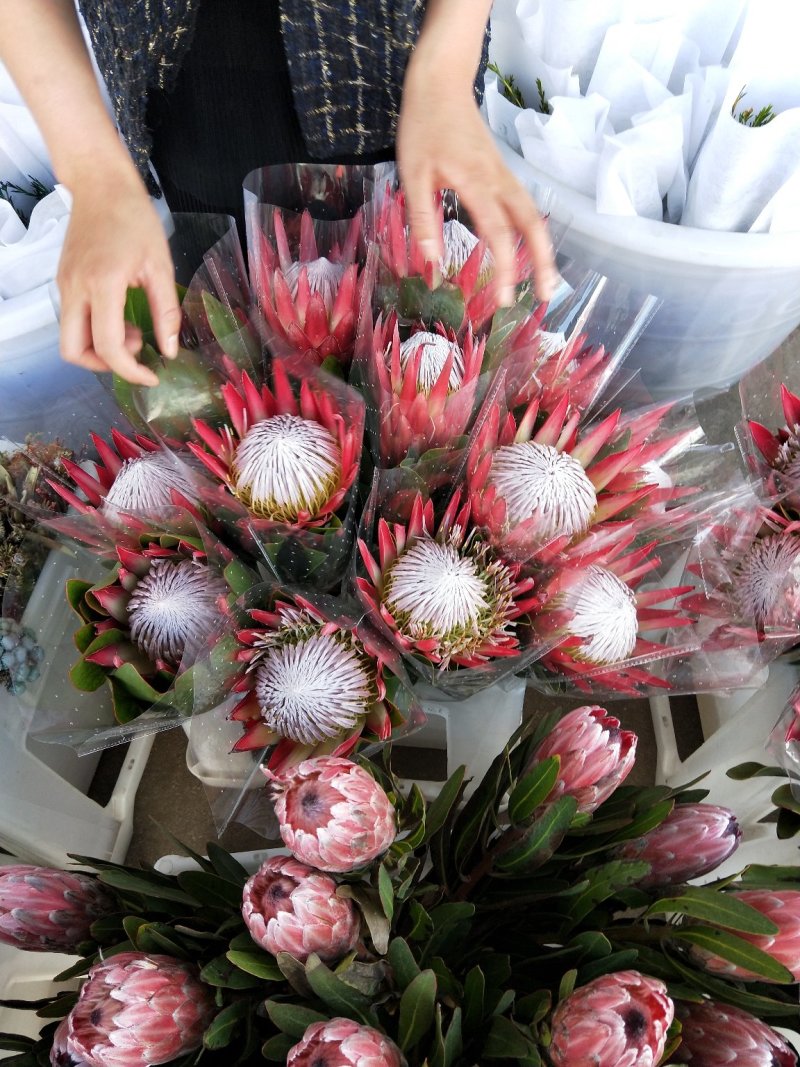 帝王花，鲜花