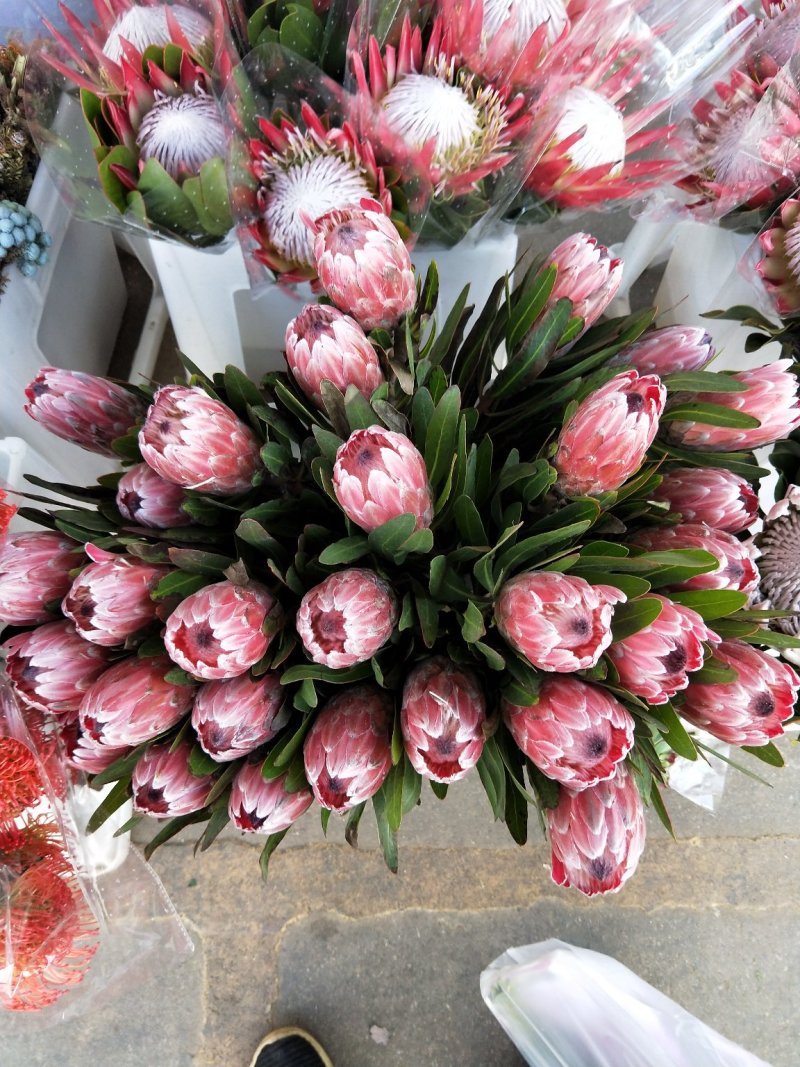 帝王花，鲜花