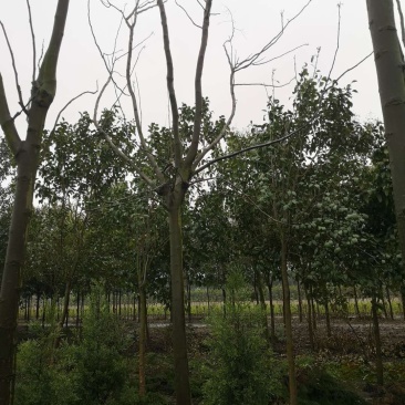 栾树