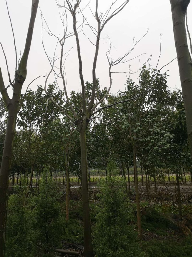 栾树