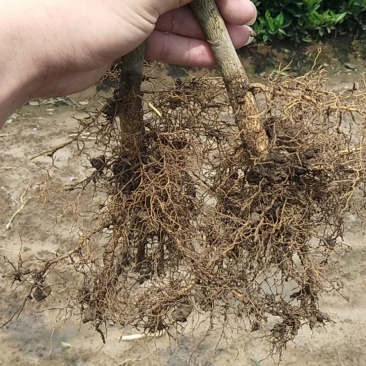 沃柑种苗品种保证质量保证售后技术跟踪欢迎考察定苗