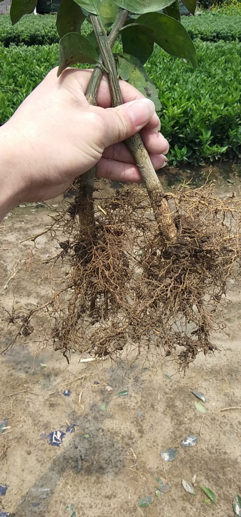 沃柑种苗品种保证质量保证售后技术跟踪欢迎考察定苗