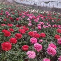 草花，宿根花卉