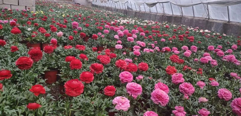 草花，宿根花卉