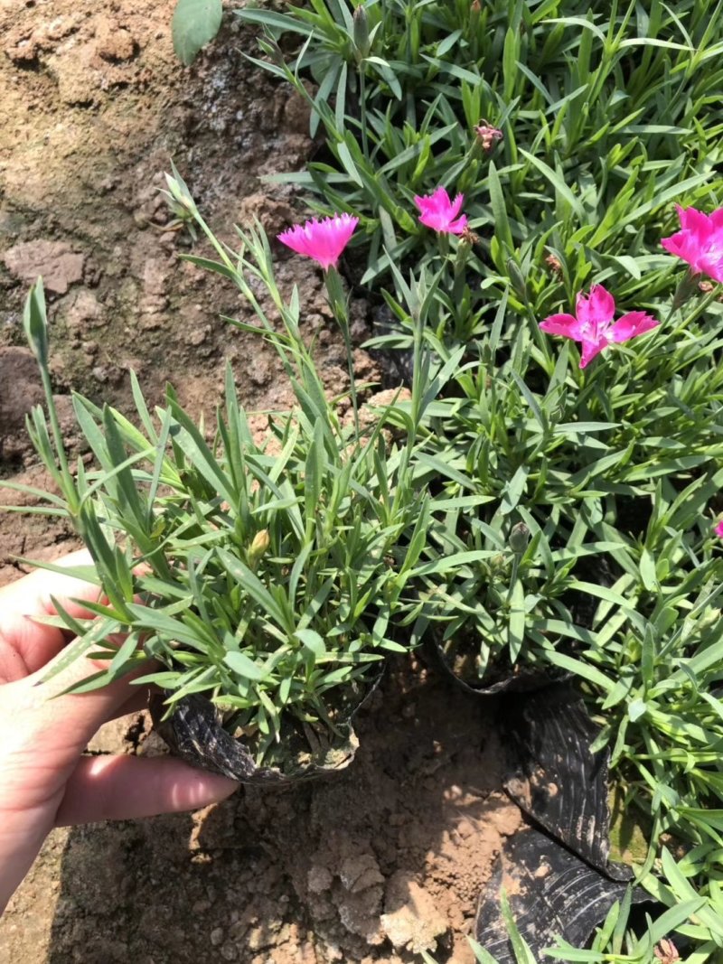 草花，宿根花卉