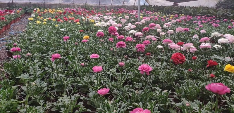 草花，宿根花卉