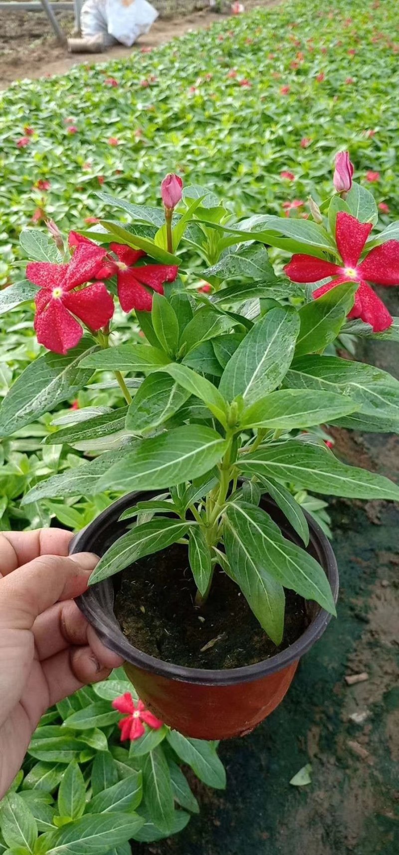 草花，宿根花卉