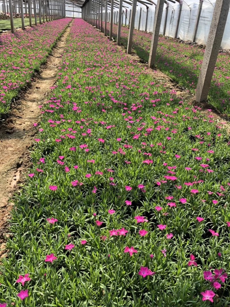 草花，宿根花卉