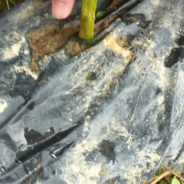 供应超大弗罗斯特夏橙苗售后技术跟踪！保证品种质量！