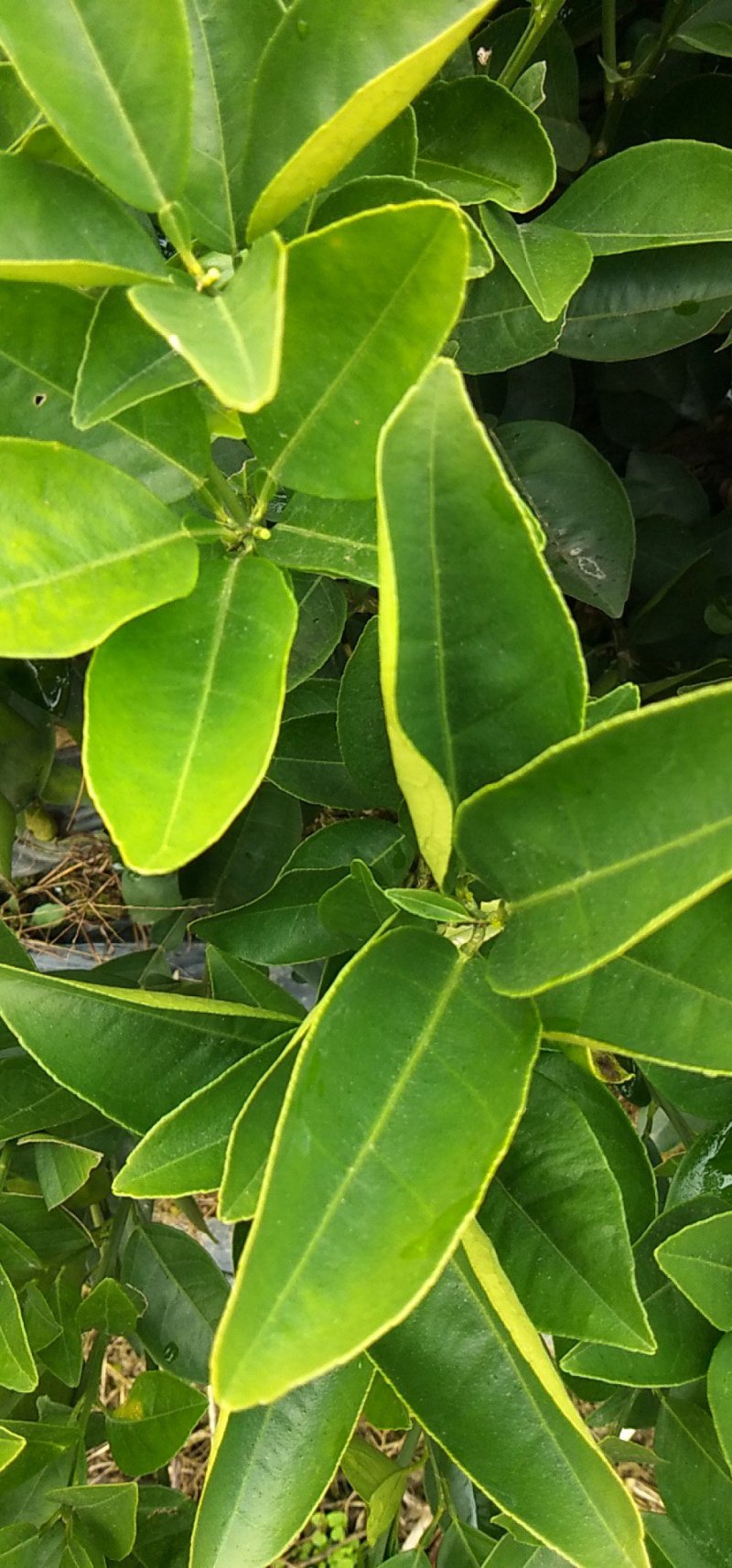 供应超大弗罗斯特夏橙苗售后技术跟踪！保证品种质量！