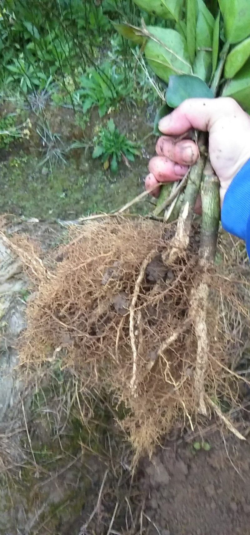 供应超大弗罗斯特夏橙苗售后技术跟踪！保证品种质量！