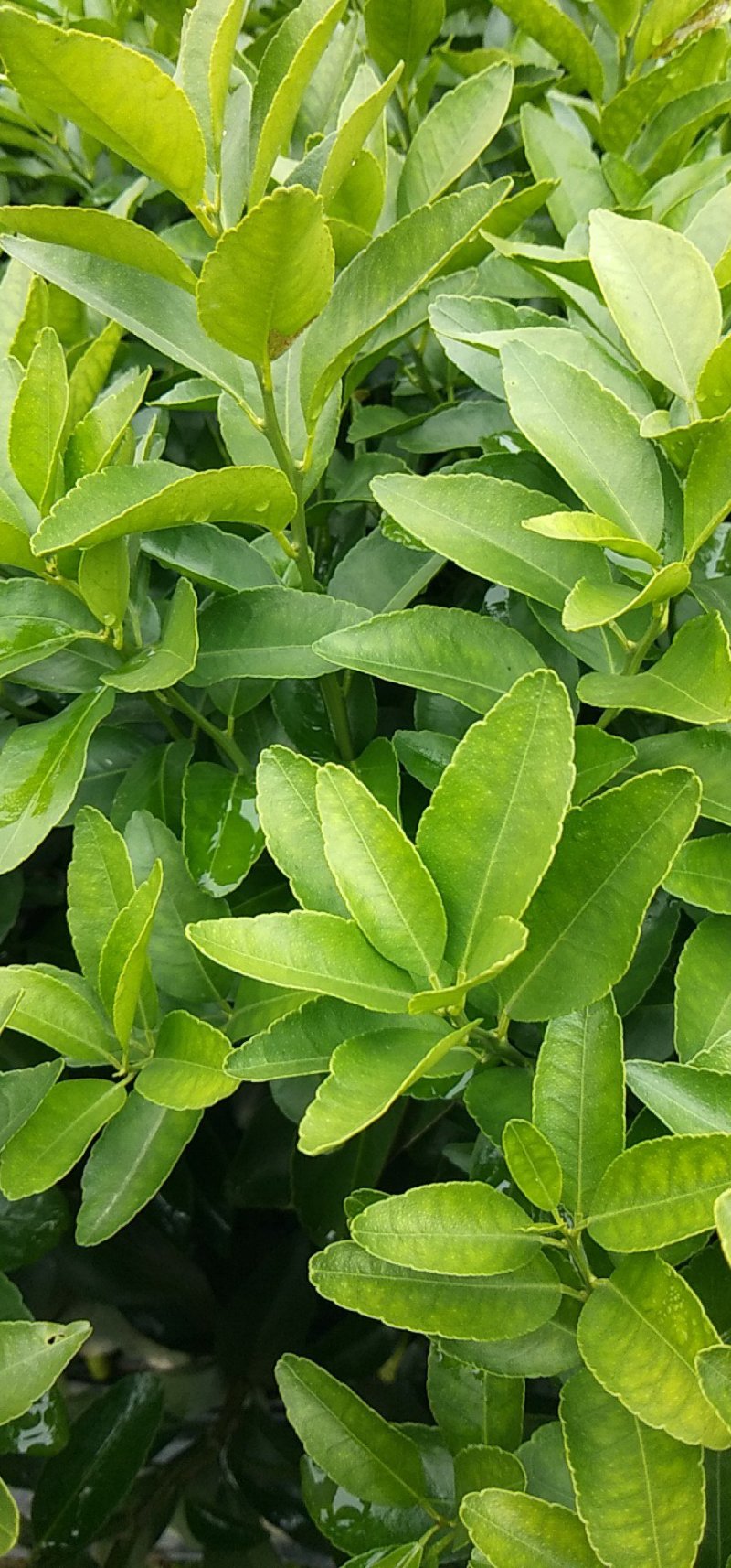 包邮无核砂糖桔自产自销的无病砂糖桔苗欢迎考察订购