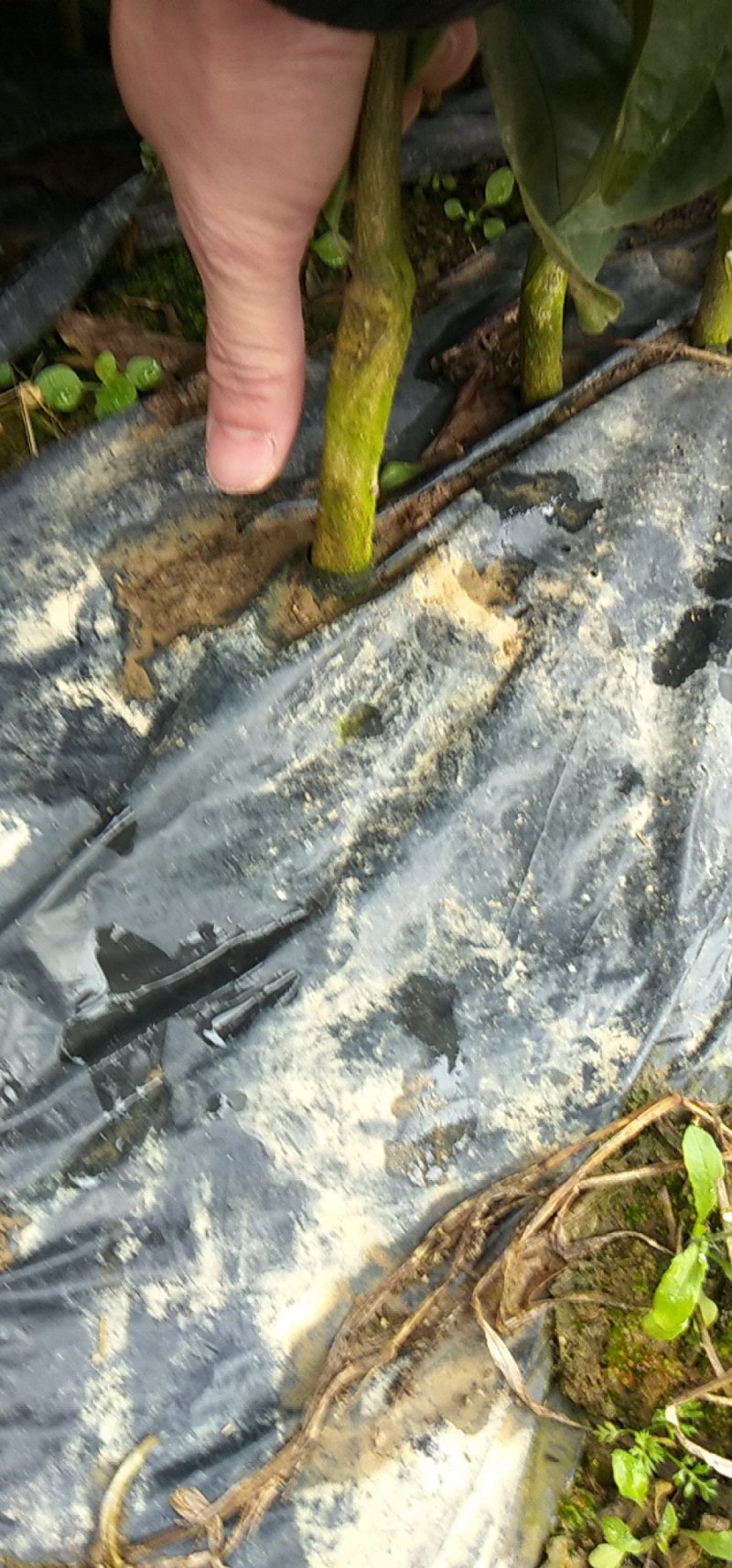 包邮无核砂糖桔自产自销的无病砂糖桔苗欢迎考察订购