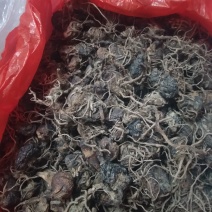 毛慈姑