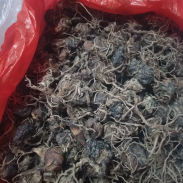 毛慈姑