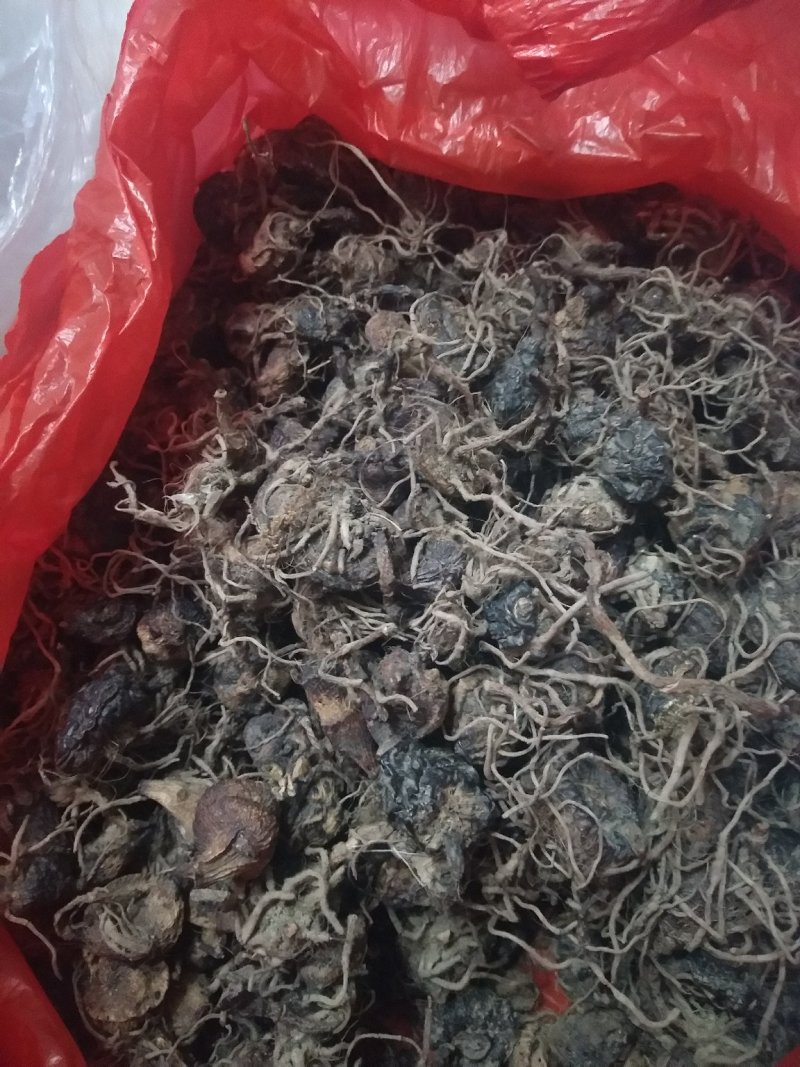 毛慈姑