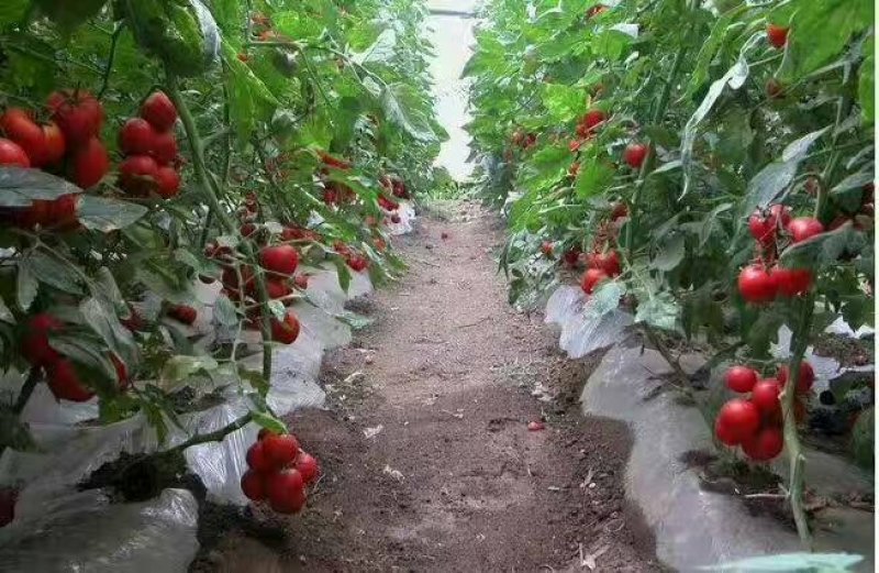 【畅销榜推荐】正宗普罗旺斯番茄安徽泗县基地，全国发货
