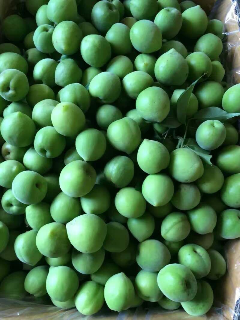大青梅