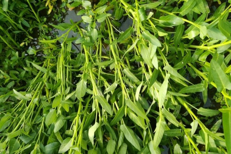 立杆空心菜泸州空心菜种苗水田空心菜苗