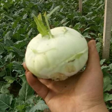苤蓝