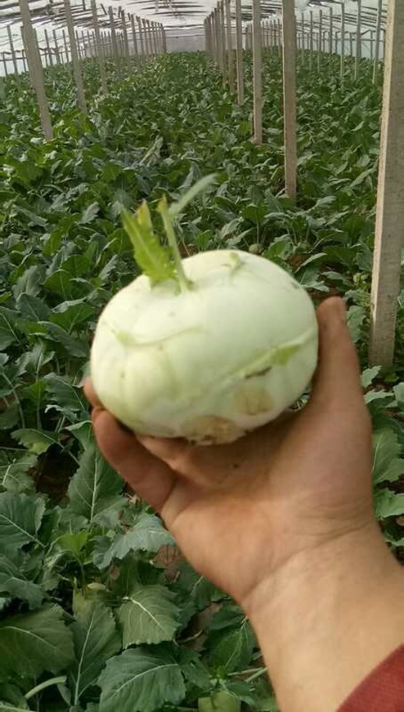 苤蓝