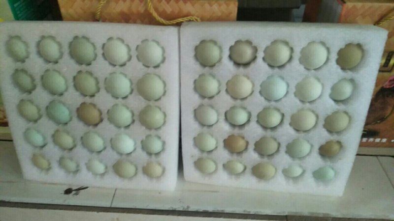 长期出售土鸡蛋绿壳鸡蛋