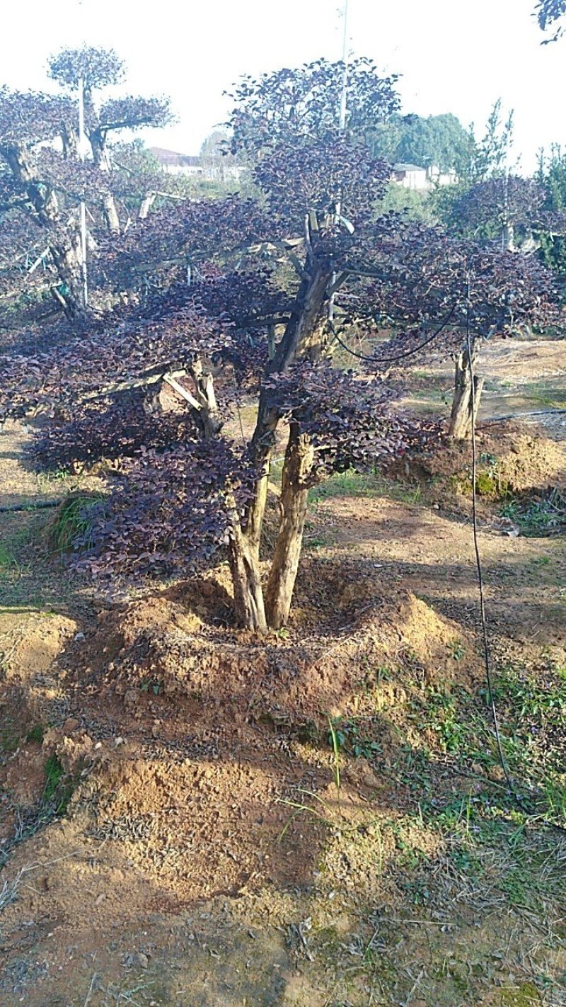 红继木桩
