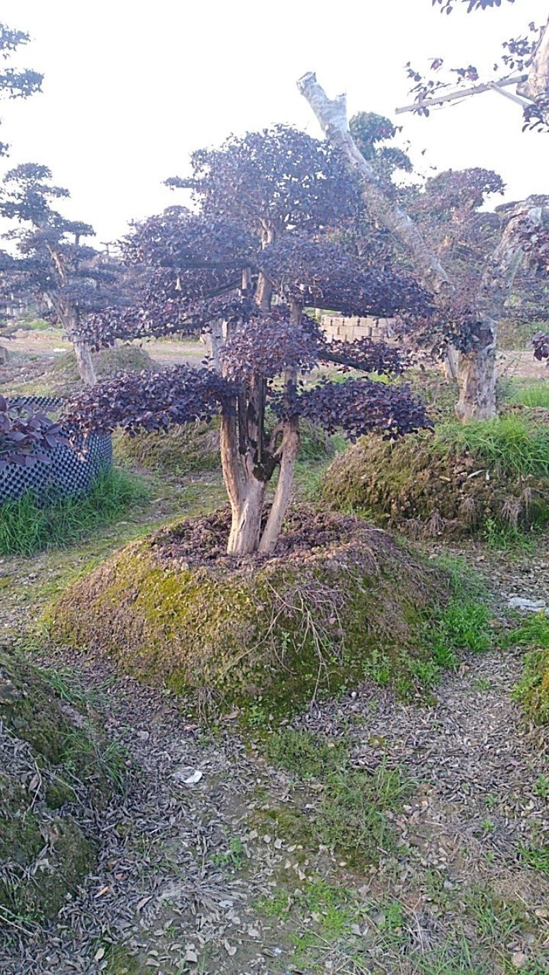 红继木桩