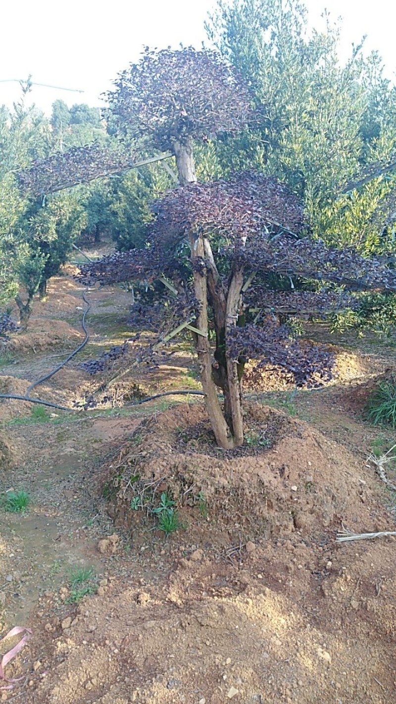 红继木桩