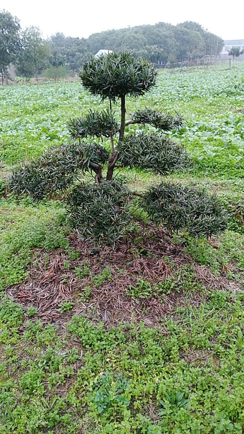 罗汉松