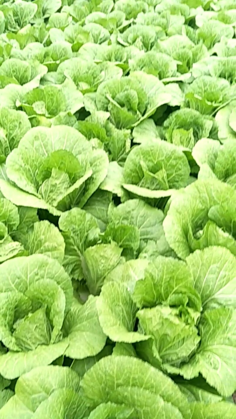 黄心白菜，产地直销，保证质量，净菜4一6斤。