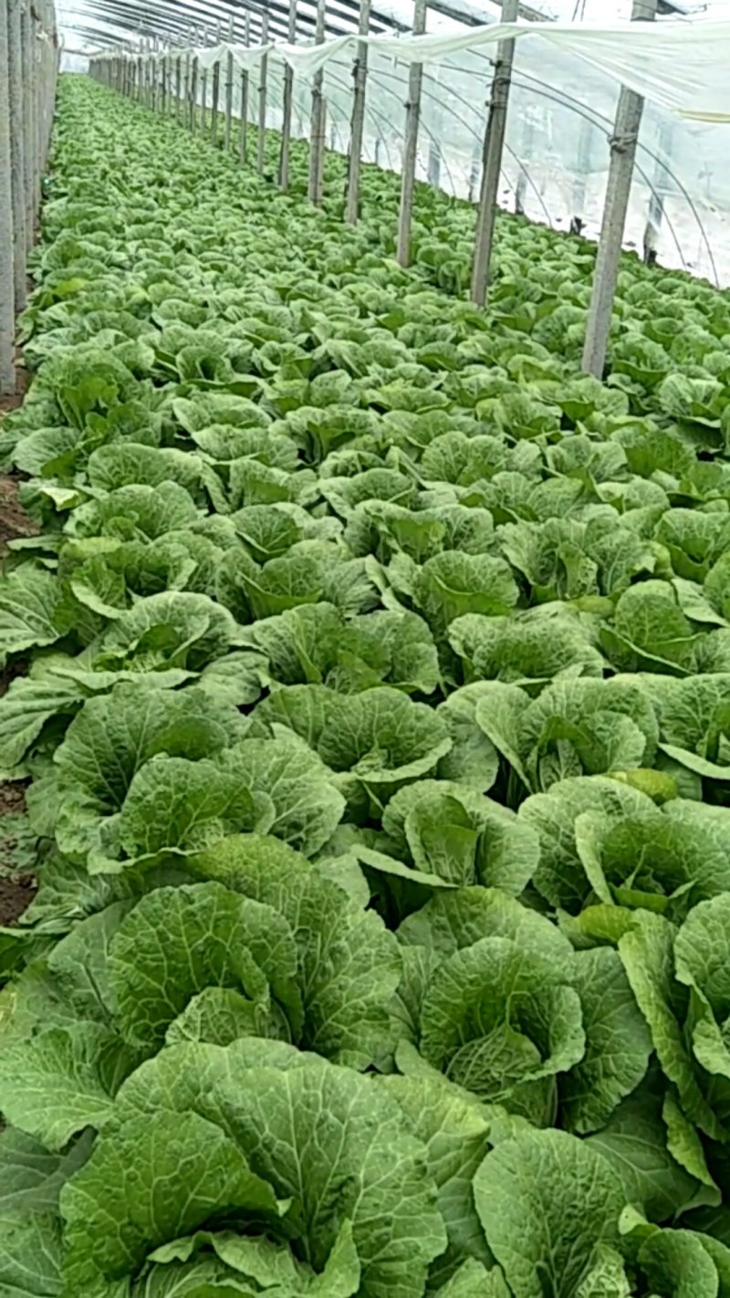 黄心白菜，产地直销，保证质量，净菜4一6斤。
