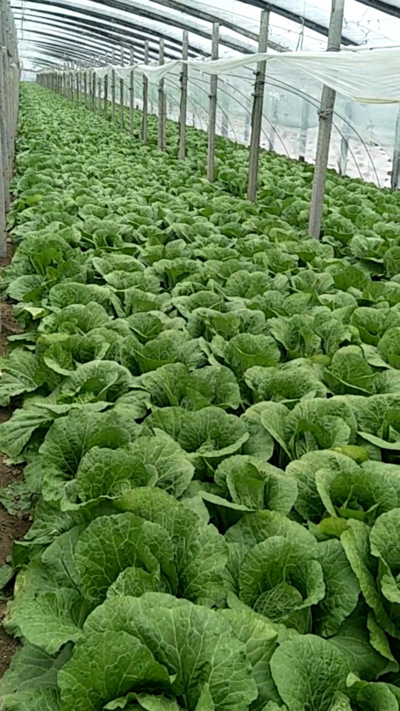 黄心白菜，产地直销，保证质量，净菜4一6斤。