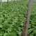 黄心白菜，产地直销，保证质量，净菜4一6斤。