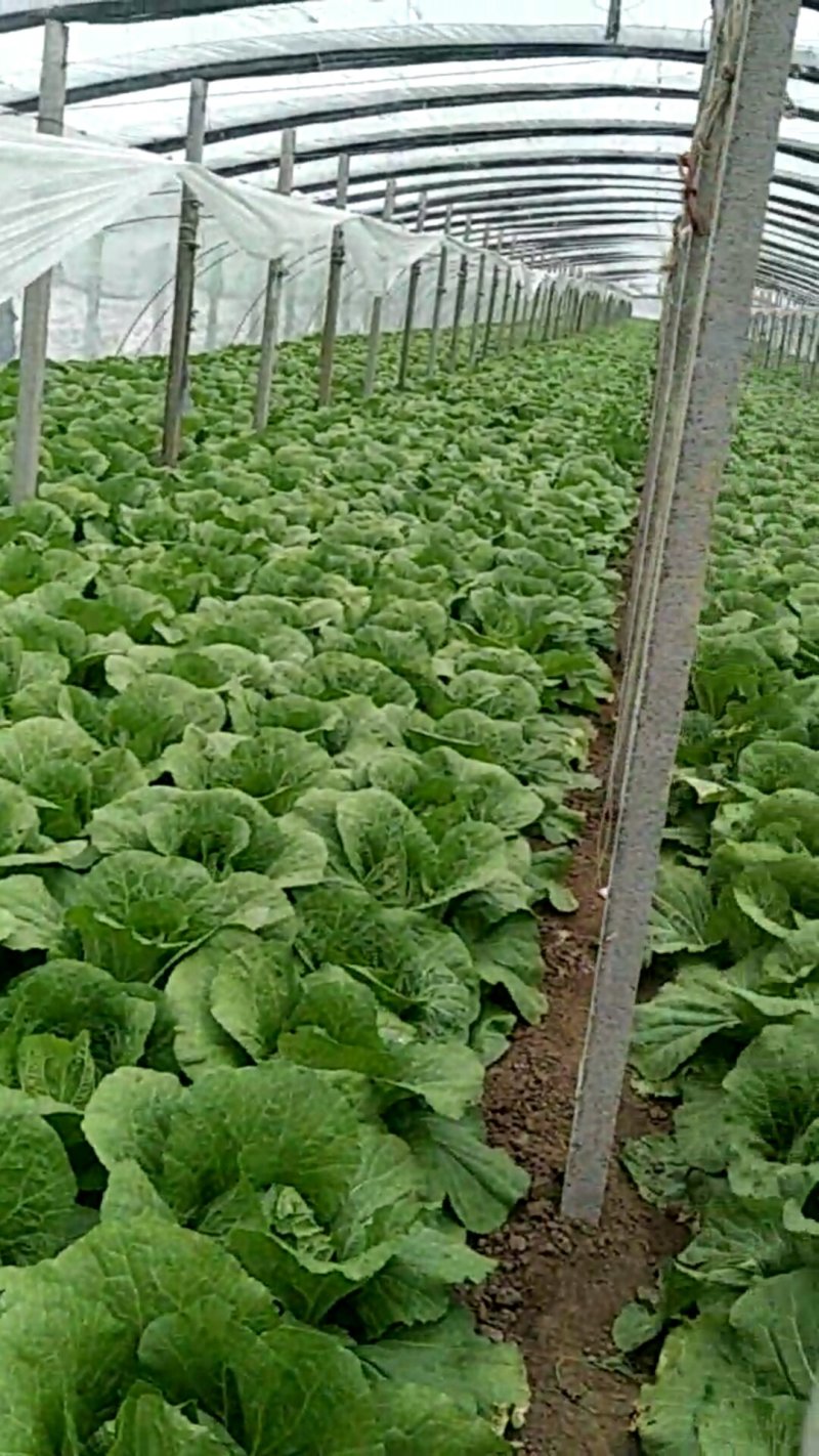 黄心白菜，产地直销，保证质量，净菜4一6斤。