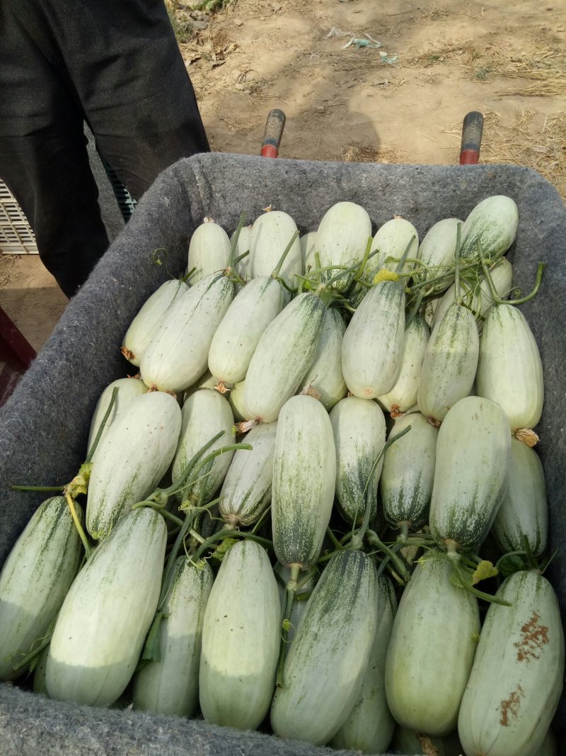 博洋61甜瓜，口感清脆甜爽，回味清香，产地直供，一手货源