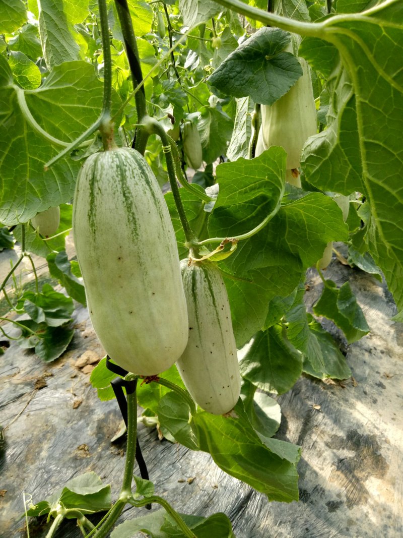 博洋61甜瓜，口感清脆甜爽，回味清香，产地直供，一手货源