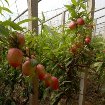 大棚油桃